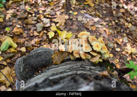 Chaga Pilz auf Birke im Mischwald. Stockfoto