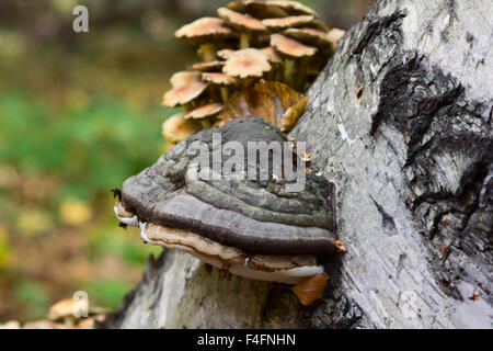 Chaga Pilz auf Birke im Mischwald. Stockfoto