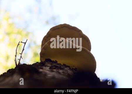 Chaga Pilz auf Birke im Mischwald. Stockfoto