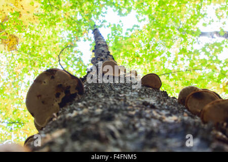 Chaga Pilz auf Birke im Mischwald. Stockfoto