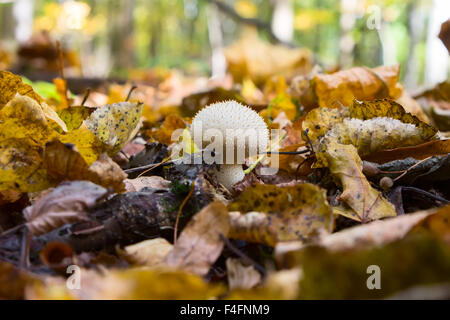 Pilz Lycoperdon im Wald Stockfoto