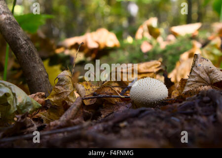 Pilz Lycoperdon im Wald Stockfoto