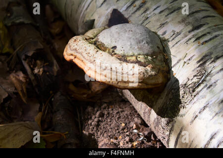 Chaga Pilz auf Birke im Mischwald. Stockfoto