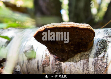 Chaga Pilz auf Birke im Mischwald. Stockfoto