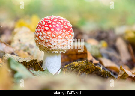 Amanita Pilz im Wald Stockfoto