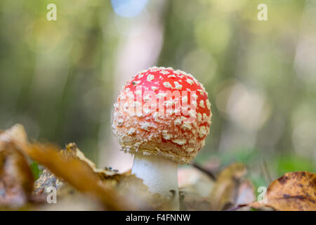 Amanita Pilz im Wald Stockfoto