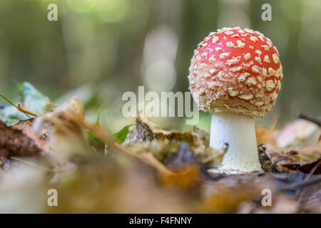 Amanita Pilz im Wald Stockfoto