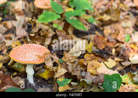Amanita Pilz im Wald Stockfoto