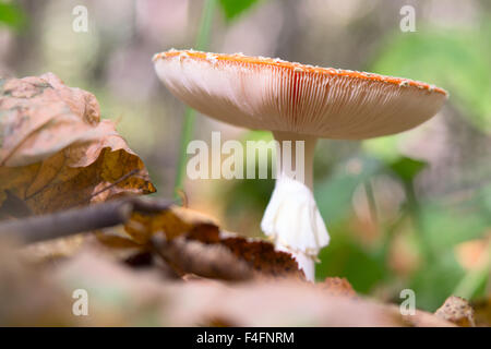 Amanita Pilz im Wald Stockfoto