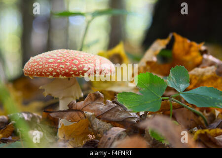 Amanita Pilz im Wald Stockfoto