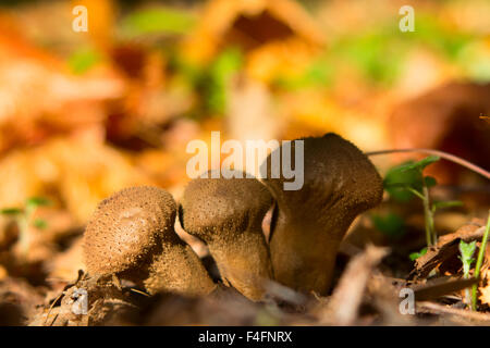 Pilz Lycoperdon im Wald Stockfoto