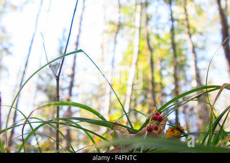 Convallariaarten Majalis. Giftige Beeren Maiglöckchen auf einem unscharfen Hintergrund von Mischwald. Stockfoto