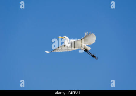 Fortgeschrittene Silberreiher, Median Silberreiher, kleiner Reiher, gelb-billed Reiher Mesophoyx intermedia Stockfoto