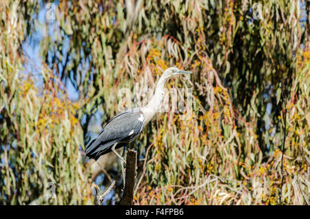 weiß-necked Reiher, formal bekannt als der Pazifische Reiher (Ardea Pacifica) Stockfoto