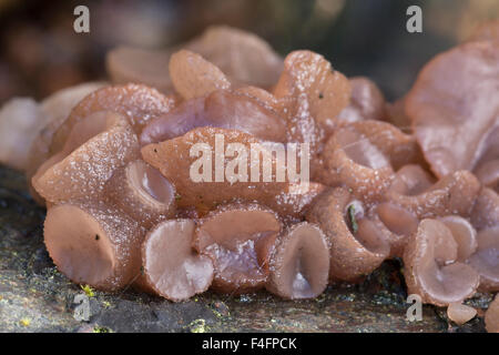 Buche Jellydisc Pilz, Neobulgaria Pura.  Peak District National Park, Derbyshire Stockfoto