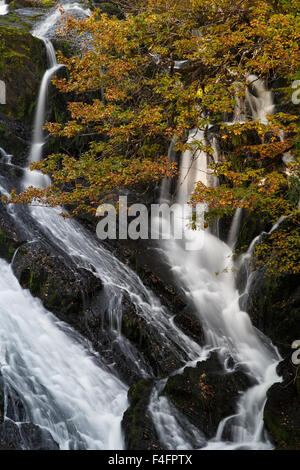 Swallow Falls, Fluss Llugwy Betws-Y-Coed, Snowdonia-Nationalpark, Gwynedd, Nordwales im Herbst Stockfoto