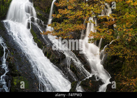 Schlucken Sie fällt, Fluss Llugwy Betws-Y-Coed, Snowdonia-Nationalpark, Gwynedd, Nordwales, im Herbst Stockfoto