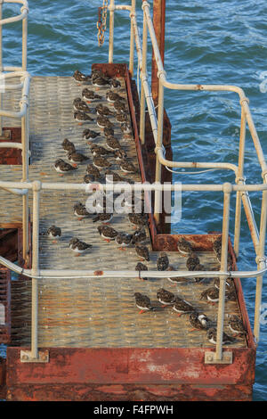 Steinwälzer, Arenaria Interpres, Schlafplatz auf Bangor Pier, Menai Straits, Bangor, Nordwales Stockfoto