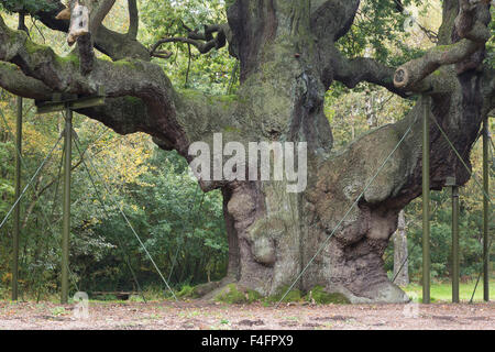 Major Oak, Sherwood Forest, mit Metall Requisiten unterstützt.  Nottinghamshire Stockfoto