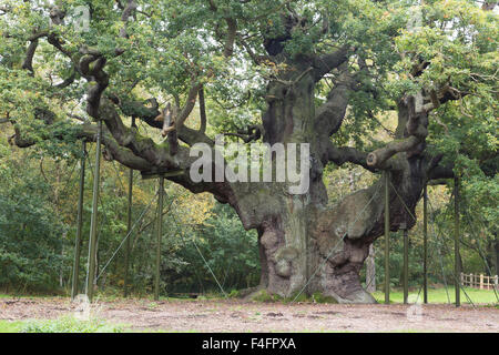 Die große Eiche, Sherwood Forest, mit Metall Requisiten unterstützt.  Nottinghamshire Stockfoto