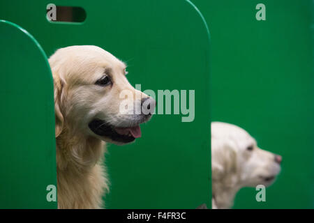 London, UK. 17.10.2015. Golden Retriever vom südlichen Golden Retriever Display Team Rest vor ihrer Show. Entdecken Sie gesponsert von Eukanuba Hunde öffnet im ExCel Exhibition Centre in den Docklands. Die Show, organisiert von der Kennel Club, ist Londons größte Hunde-Event. Bildnachweis: Nick Savage/Alamy Live-Nachrichten Stockfoto