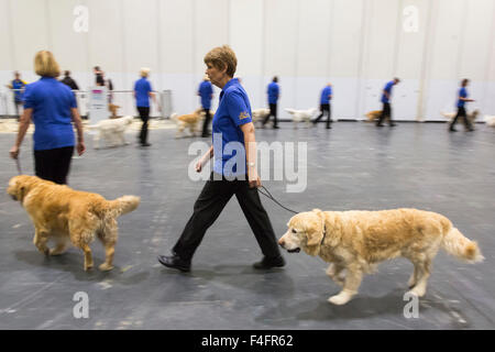 London, UK. 17.10.2015. Der Golden Retriever Display Team Süd Proben vor der Show. Entdecken Sie gesponsert von Eukanuba Hunde öffnet im ExCel Exhibition Centre in den Docklands. Die Show, organisiert von der Kennel Club, ist Londons größte Hunde-Event. Bildnachweis: Nick Savage/Alamy Live-Nachrichten Stockfoto