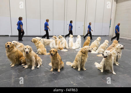 London, UK. 17.10.2015. Der Golden Retriever Display Team Süd Proben vor der Show. Entdecken Sie gesponsert von Eukanuba Hunde öffnet im ExCel Exhibition Centre in den Docklands. Die Show, organisiert von der Kennel Club, ist Londons größte Hunde-Event. Bildnachweis: Nick Savage/Alamy Live-Nachrichten Stockfoto