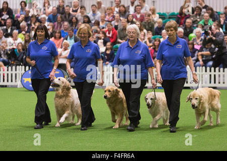 London, UK. 17.10.2015. Südlichen Golden Retriever Display Team. Entdecken Sie gesponsert von Eukanuba Hunde öffnet im ExCel Exhibition Centre in den Docklands. Die Show, organisiert von der Kennel Club, ist Londons größte Hunde-Event. Bildnachweis: Nick Savage/Alamy Live-Nachrichten Stockfoto