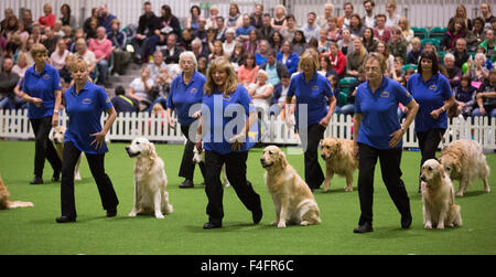 London, UK. 17.10.2015. Südlichen Golden Retriever Display Team. Entdecken Sie gesponsert von Eukanuba Hunde öffnet im ExCel Exhibition Centre in den Docklands. Die Show, organisiert von der Kennel Club, ist Londons größte Hunde-Event. Bildnachweis: Nick Savage/Alamy Live-Nachrichten Stockfoto