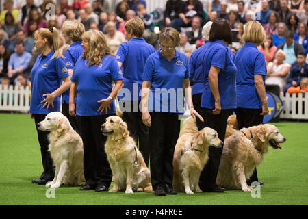 London, UK. 17.10.2015. Südlichen Golden Retriever Display Team. Entdecken Sie gesponsert von Eukanuba Hunde öffnet im ExCel Exhibition Centre in den Docklands. Die Show, organisiert von der Kennel Club, ist Londons größte Hunde-Event. Bildnachweis: Nick Savage/Alamy Live-Nachrichten Stockfoto