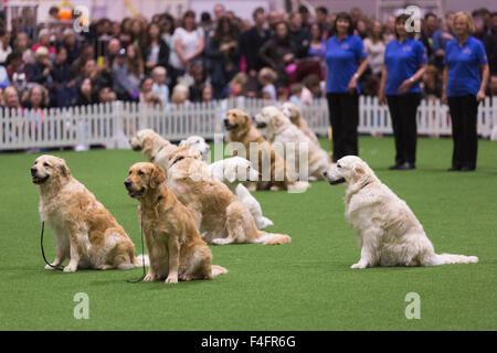 London, UK. 17.10.2015. Südlichen Golden Retriever Display Team. Entdecken Sie gesponsert von Eukanuba Hunde öffnet im ExCel Exhibition Centre in den Docklands. Die Show, organisiert von der Kennel Club, ist Londons größte Hunde-Event. Bildnachweis: Nick Savage/Alamy Live-Nachrichten Stockfoto