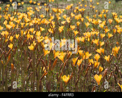 Ein Bereich der gelbe Hintergrundbeleuchtung herbstliche Blumen im Botanischen Garten auf der Insel Lokrum, Dubrovnik Kroatien Stockfoto