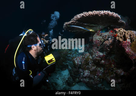 Junges Paar Taucher betrachten chinesische Trumpetfish (Aulostomus Chinensis) Nachttauchen, Indischer Ozean, Malediven Stockfoto