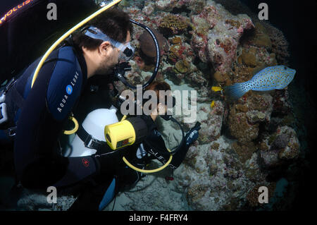 Junges Paar Taucher betrachten scrawled Feilenfisch (Aluterus Scriptus) Nachttauchen, Indischer Ozean, Malediven Stockfoto