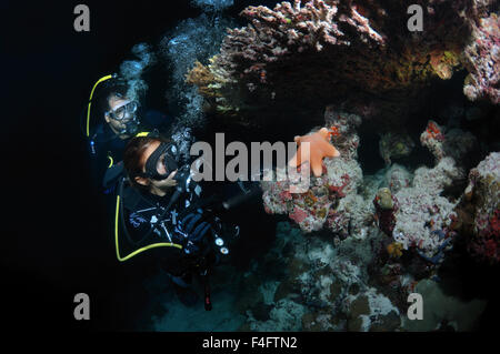 Indischer Ozean, Malediven. 27. Sep, 2015. Junges Paar Taucher betrachten granulierter Seestern (Choriaster Granulatus) Nachttauchen, Indischer Ozean, Malediven © Andrey Nekrassow/ZUMA Wire/ZUMAPRESS.com/Alamy Live-Nachrichten Stockfoto