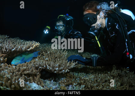 Indischer Ozean, Malediven. 27. Sep, 2015. Junges Paar Taucher betrachten die schlafenden Bicolor Papageienfisch (Cetoscarus bicolor) Nachttauchen, Indischer Ozean, Malediven © Andrey Nekrassow/ZUMA Wire/ZUMAPRESS.com/Alamy Live-Nachrichten Stockfoto