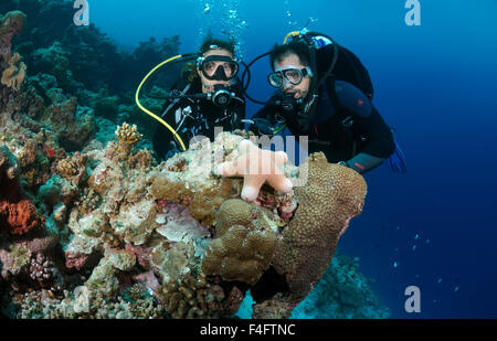 Indischer Ozean, Malediven. 26. Sep 2015. Junges Paar Taucher betrachten granulierter Seestern (Choriaster Granulatus), Indischer Ozean, Malediven © Andrey Nekrassow/ZUMA Wire/ZUMAPRESS.com/Alamy Live-Nachrichten Stockfoto