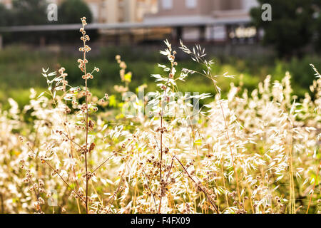 Hafer auf dem Feld Stockfoto