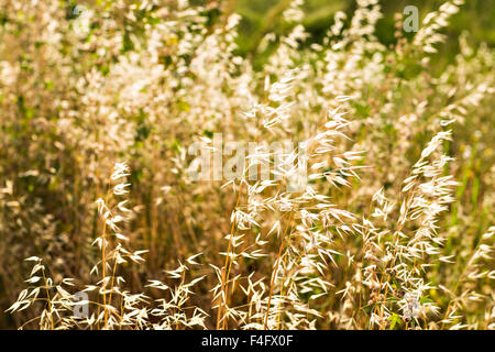 Hafer auf dem Feld Stockfoto