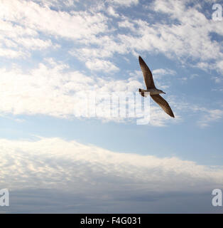 Vogel. Die Möwe fliegt gegen die Wolken. Horizontale Foto. Stockfoto