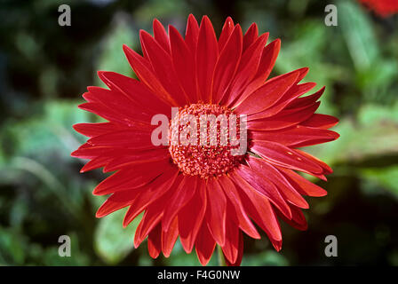 Gerbera Blume. Gerbera Daisy. Asteraceae. Gerbera-Hybride. Eine beliebte Gartenpflanze. Stockfoto