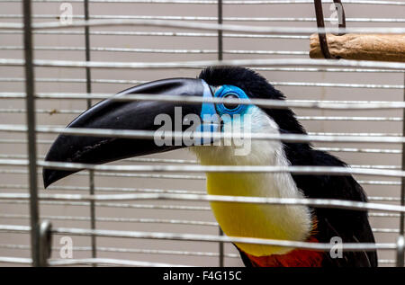 Tukan, Ramphastos vitellinus Stockfoto