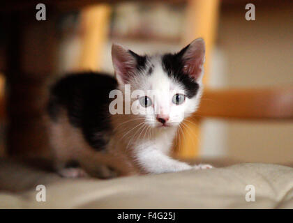 Süße weiße und schwarze Katze mit grünen Augen Nahaufnahme des Gesichts Stockfoto