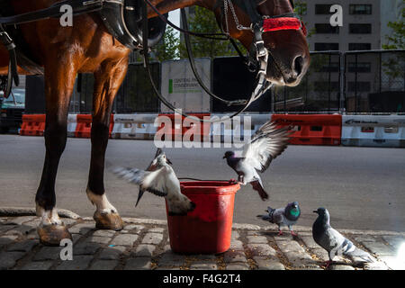 Eine Kutsche Pferd teilt eine Mahlzeit mit Tauben während des Wartens auf Kunden im New Yorker Central Park Stockfoto