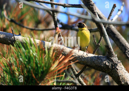 Gelb-breasted Bunting (Emberiza Aureola) in Japan Stockfoto