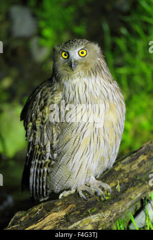 Blakiston Fisch-Eule (Bubo Blakistoni) in Japan Stockfoto