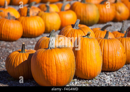 Bereit für Halloween Kürbisse auf einem freien Markt. Stockfoto