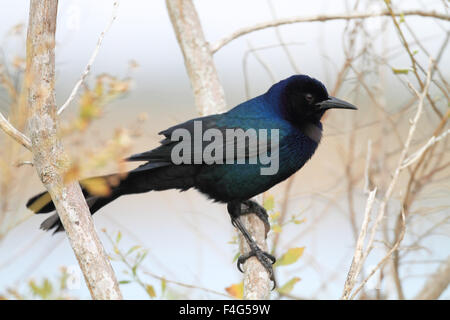 Boot-angebundene Grackle (Quiscalus großen) in Florida Stockfoto