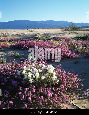 Kalifornien, Anza Borrego Desert State Park, Sand Eisenkraut Wildblumen (Abronia Villosa) und Dune Nachtkerze (Oenothera Deltoides) Wildblumen auf Sanddünen in der Wüste. (Großformatige Größen erhältlich) Stockfoto