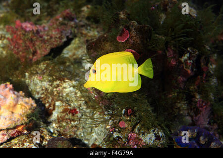 Gelbe Chirurg Fische (Zebrasoma Flavescens) in Japan Stockfoto